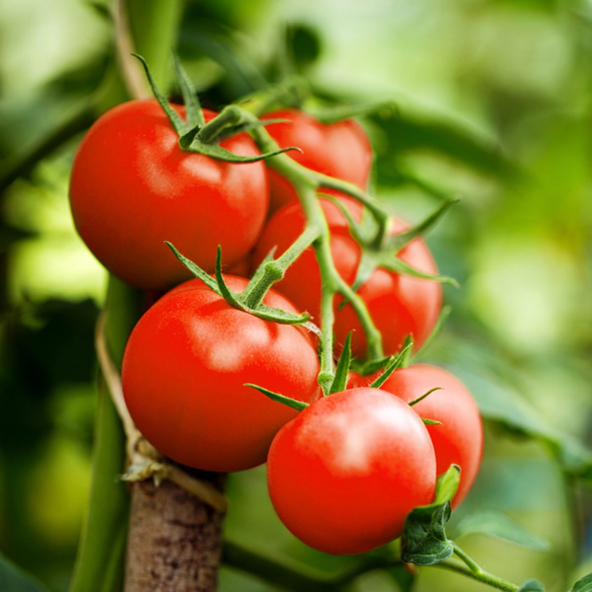 美丽的红色成熟的祖传番茄种植在温室。