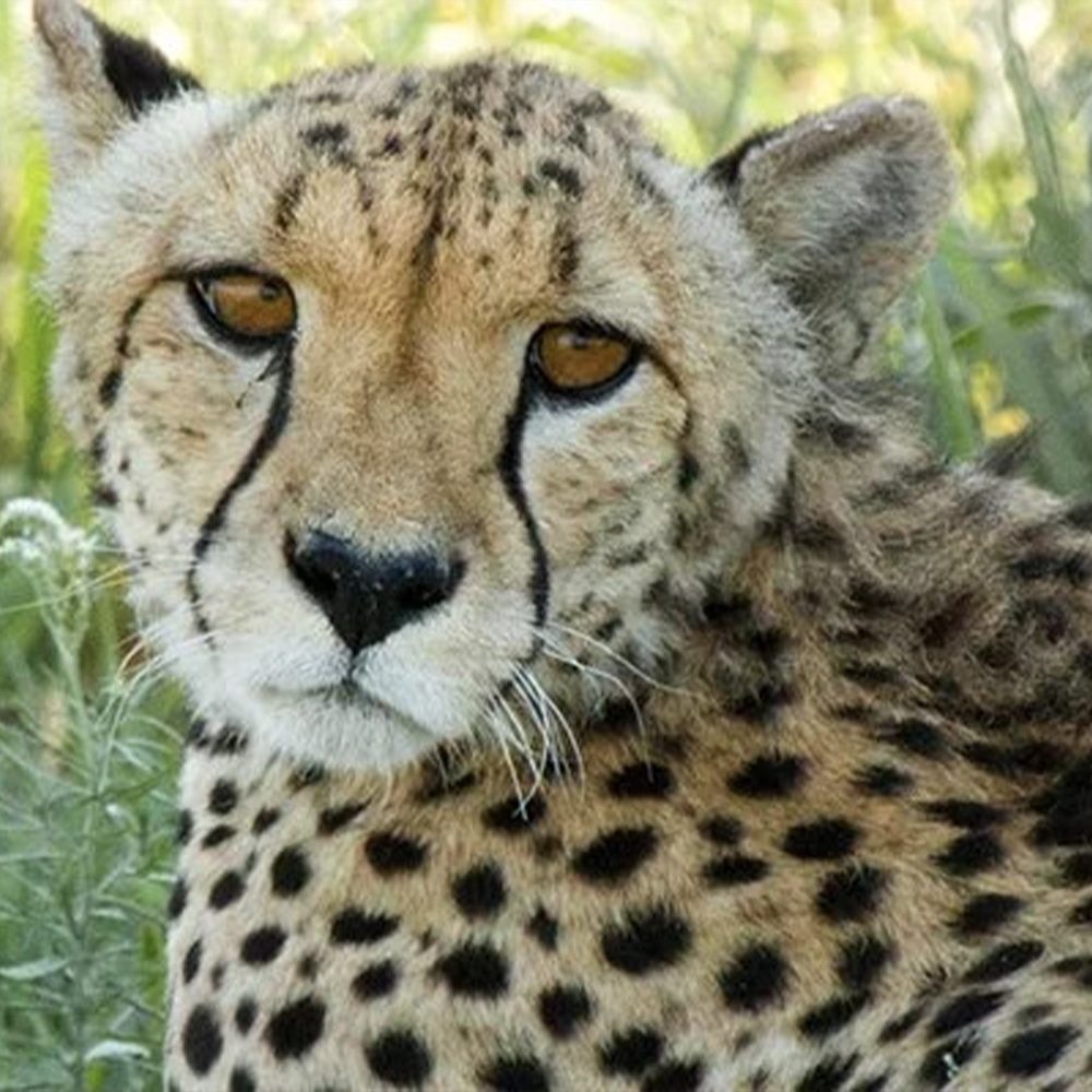 世界野生动物基金会通过礼物收养猎豹