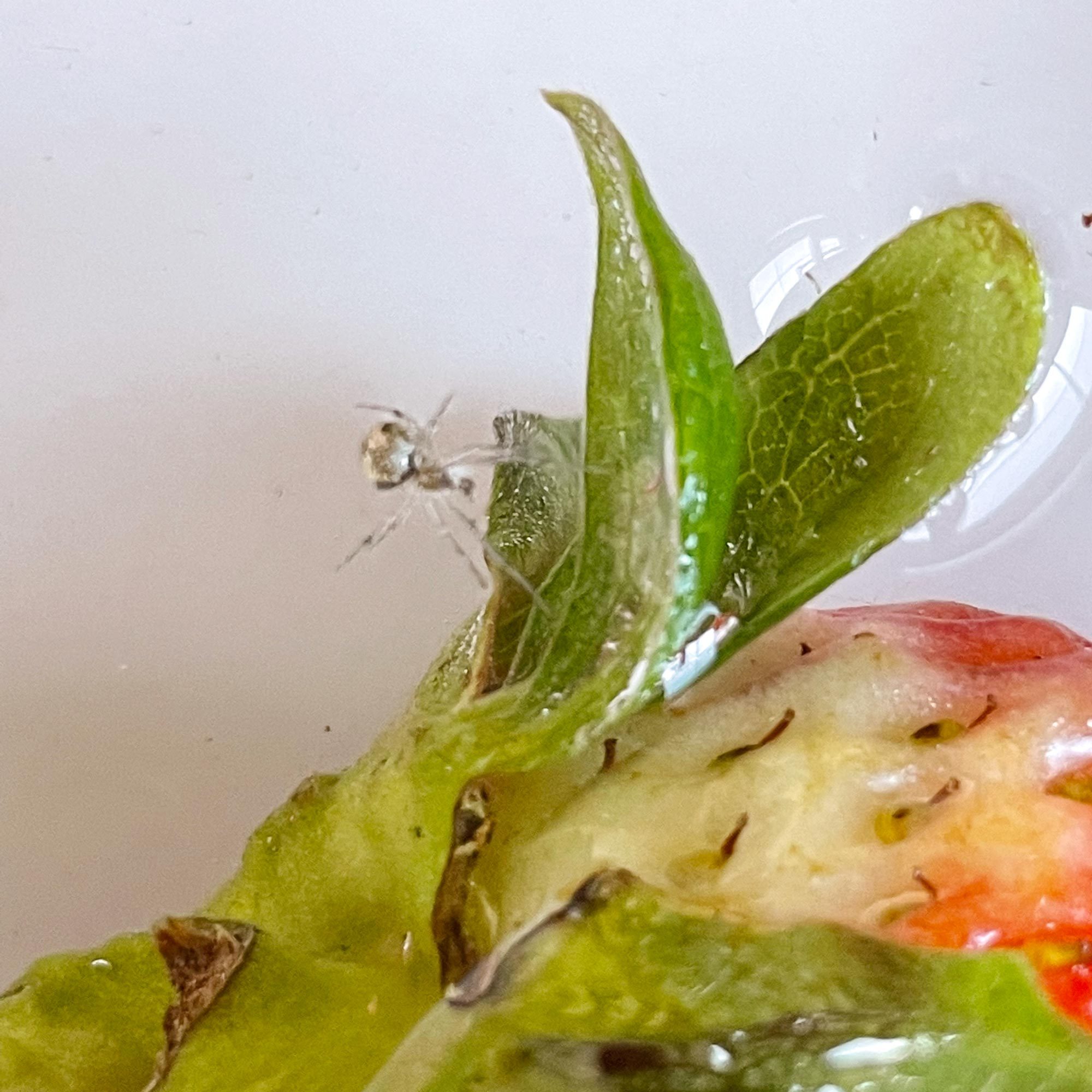 一只蜘蛛在草莓上的一碗水中特写