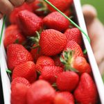 如何在商店或农场挑选最多汁的草莓