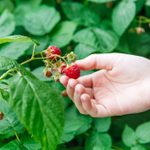 如何挑选完全成熟的树莓