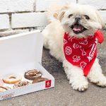 Krispy Kreme为国家狗狗日出售“狗狗甜甜圈”