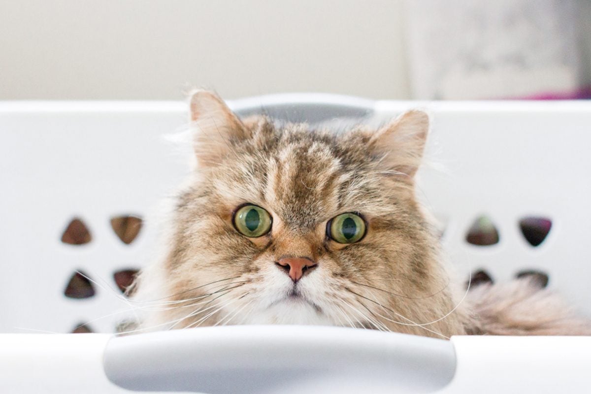 一只棕色的长毛成年猫坐在一个白色的洗衣篮里