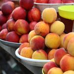 最受欢迎的桃子食用和烘焙类型
